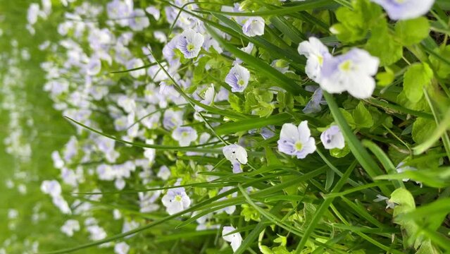 Blue flowers veronica chamadris swaying in the wind. Floral background close-up.