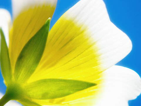 Bright flower petal closeup against blue sky