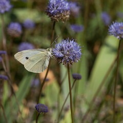 Papillon piéride du chou butinant une fleur bleue
