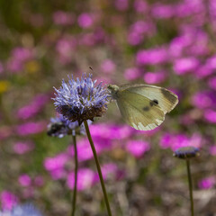 Piéride du chou butinant une fleur bleue devant un parterre de fleurs roses