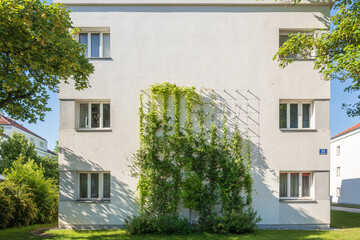 Fototapeta na wymiar Facade greening with climbing plants in Vienna Favoriten