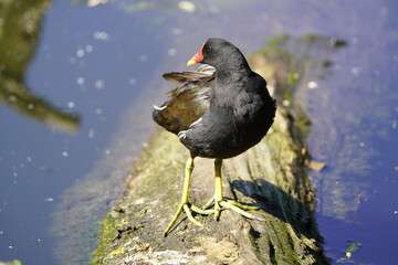 Common moorhen (Gallinula chloropus) Rallidae family. Hanover, Germany.