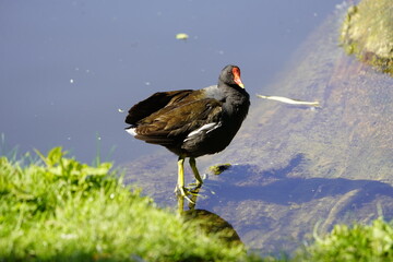 Common moorhen (Gallinula chloropus) Rallidae family. Hanover, Germany.