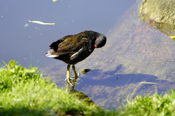 Common moorhen (Gallinula chloropus) Rallidae family. Hanover, Germany.