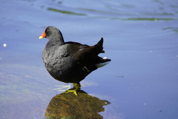 Common moorhen (Gallinula chloropus) Rallidae family. Hanover, Germany.