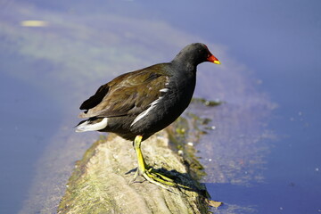Common moorhen (Gallinula chloropus) Rallidae family. Hanover, Germany.