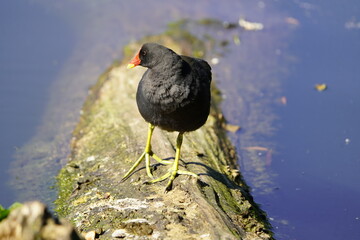 Common moorhen (Gallinula chloropus) Rallidae family. Hanover, Germany.