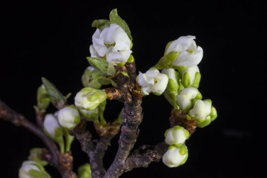time lapse ravvicinato di rametto con splendidi fiori bianchi di susino, bellissimi fiori bianchi di susino in un timelapse in studio