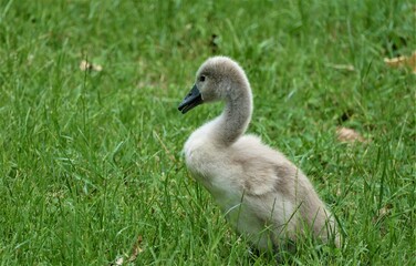 Fototapeta premium Cute little baby swan on the green meadow nature background