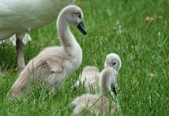 Cute little baby swan on the green meadow nature background