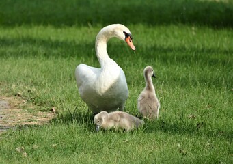 Cute little baby swans and mother on the green meadow nature background
