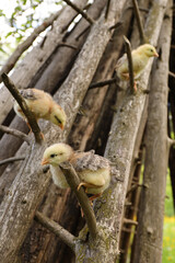 Three cute young chicks, newborn poultry.