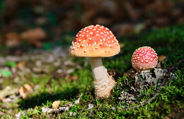 Amanitas in grass in forest, mushrooms close-up in nature on dark background.
