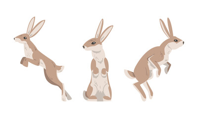 Hare or Jackrabbit as Animal with Long Ears and Grayish Brown Coat in Sitting and Jumping Pose Vector Set