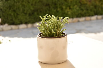 small green frizzy potted plant