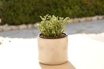 small green frizzy potted plant