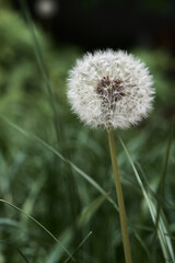 Dandelion in the green grass, macro shot.