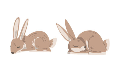 Hare or Jackrabbit as Animal with Long Ears and Grayish Brown Coat in Sleeping Pose Vector Set