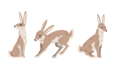 Hare or Jackrabbit as Animal with Long Ears and Grayish Brown Coat in Sitting and Jumping Pose Vector Set