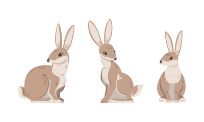 Hare or Jackrabbit as Animal with Long Ears and Grayish Brown Coat in Sitting Pose Vector Set