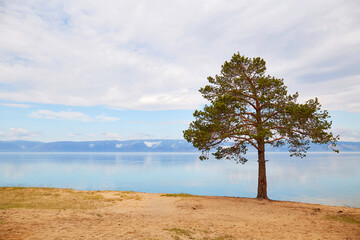 A lonely pine tree on the beach by the lake shore. Cloudy day. Beautiful summer landscape.