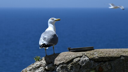 Mouette 