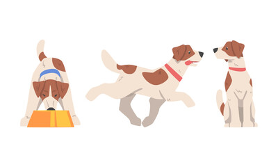 Beagle Dog Hound Breed with Brown Marking and Neck Collar Vector Set