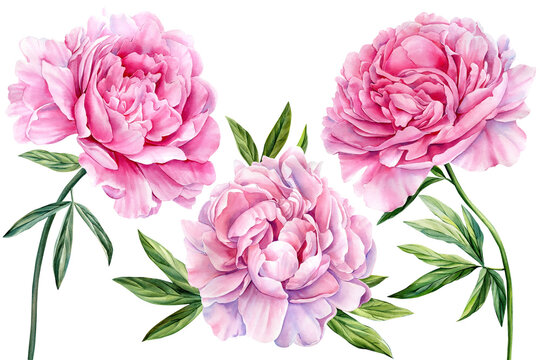 Pink peony on a white background. watercolor flower illustration, botanical painting