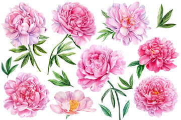 Fototapeta Peonies on white isolated background. Watercolor Flowers. Watercolour floral illustration set obraz
