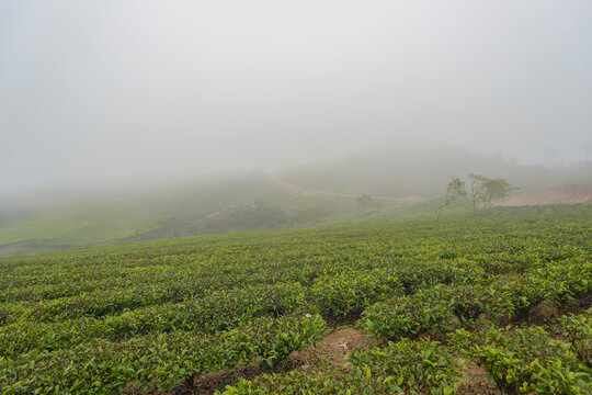 Landscape photo: Workers picking tea in Cau Dat. This is a place with beautiful scenery and specializes in tea production. Time: May 30, 2022. Location: Lam Dong Province. 