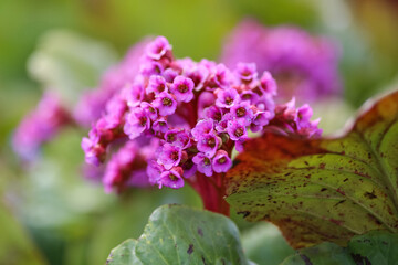 Medical plant Bergenia Cordifolia