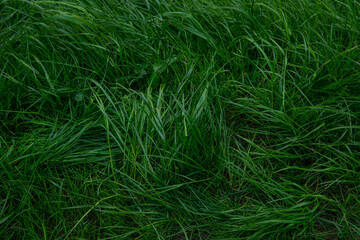 green grass