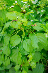 green leaves background