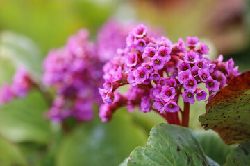 Medical plant Bergenia Cordifolia