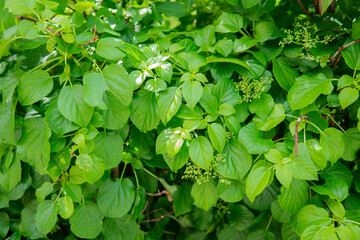 green leaves background