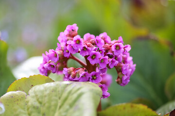 Medical plant Bergenia Cordifolia