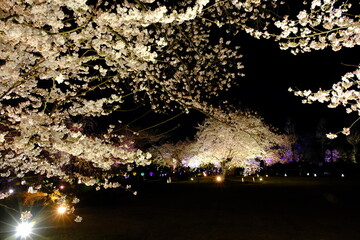 Cherry blossoms at Nijo Castle, Kyoto to be illuminated in spring...