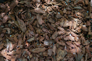 leaves on the ground
