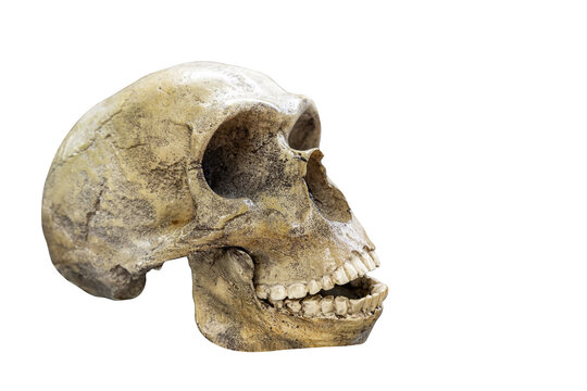Skull of prehistoric man, Skull of neanderthalensis isolated on white background with space for text