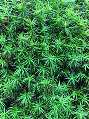 green moss background