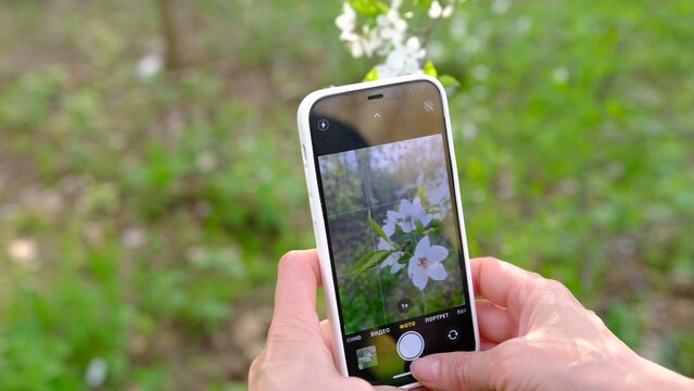A woman is making a photo of a blossoming tree on the phone. spring fruit trees with wonderful flowers