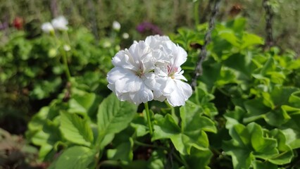 Geranium white flowers