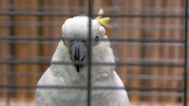 Portrait of big white parrot sitting in the cage close up. Wild animal in zoo.