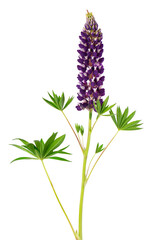 Lupine flower isolated on white background. Purple lupinus.