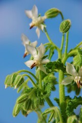 Rare white borage borago officinalis starflower edible flower with bright white petals . Mediterranean region.Spain. Medicinal plants and kitchen herbs.