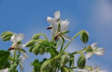 Rare white borage borago officinalis starflower edible flower with bright white petals . Mediterranean region.Spain. Medicinal plants and kitchen herbs.