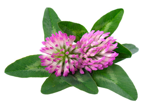 Clover flowers with green leaves, isolated on white background. Two red clover flowers.