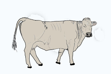 vector de vaca 