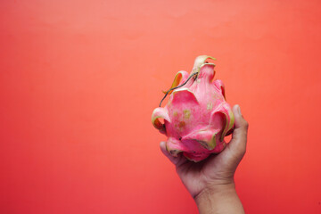  holding a dragon fruit on red background 