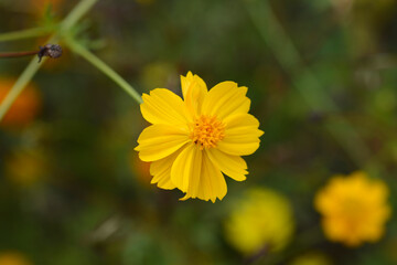 Sulfur cosmos